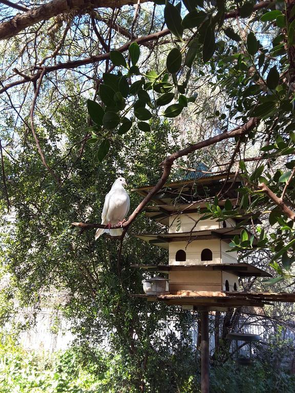 The Dove Cote Tanunda Exterior foto
