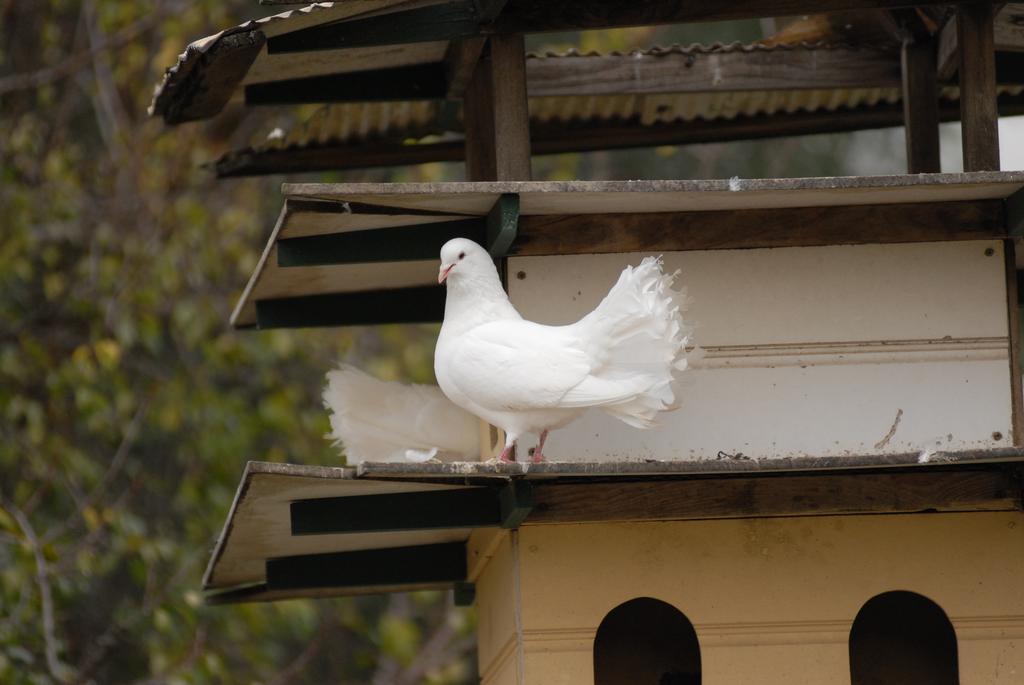 The Dove Cote Tanunda Exterior foto